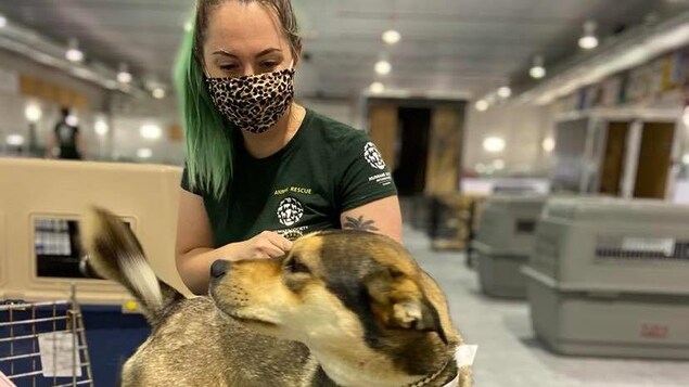 Une bénévole de l'organisme Chiots nordiques s'occupe d'un chien de la communauté de Pessamit.