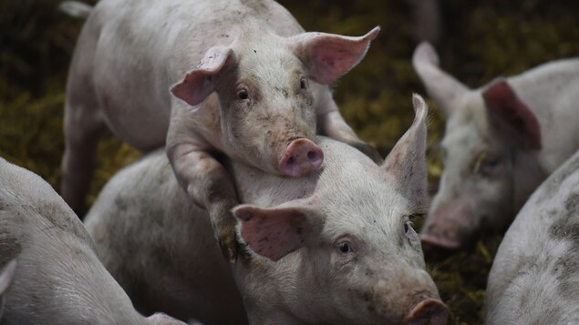 Des cochons dans une porcherie française