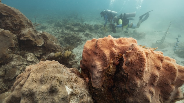 Le son d'un récif de corail en santé peut favoriser le régénération de récifs à l'agonie. 