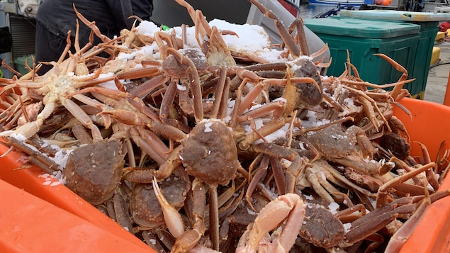 Des débarquements de crabe des neiges.