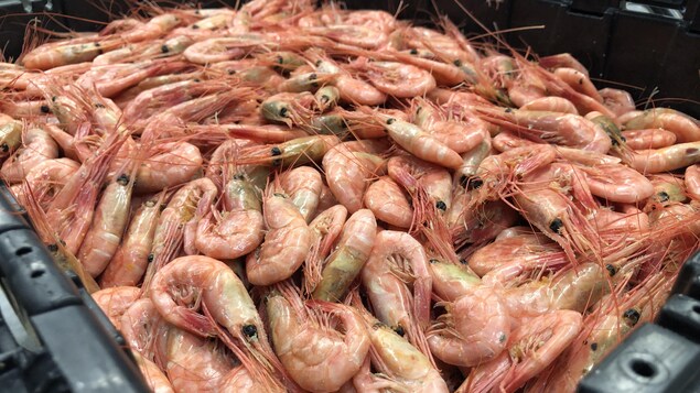 Diminutions importantes des quotas de crevette en Atlantique