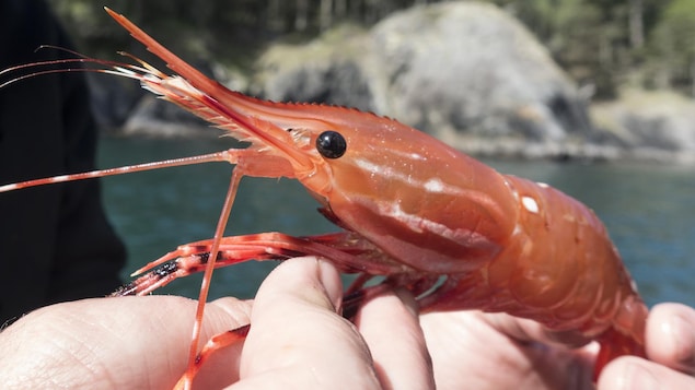 Les pêcheurs de crevette dans l’incertitude plus que jamais