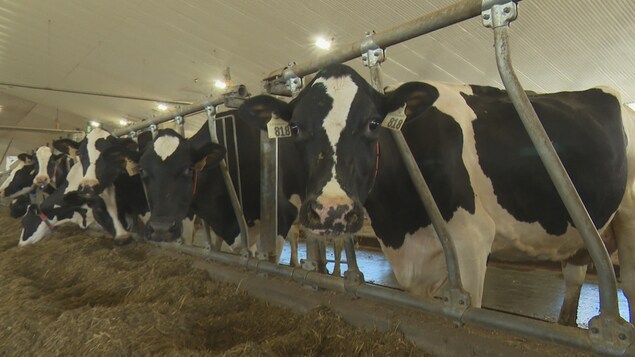 Des vaches laitières à la ferme Oscar Daigle et Fils, au Nouveau-Brunswick.