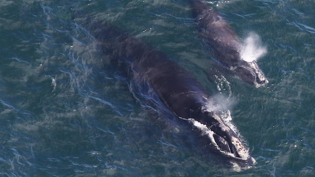 La technologie dernier cri pour protéger les baleines noires de l’Atlantique Nord