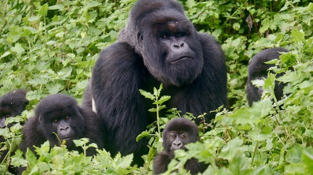 Une famille de gorille dans leur milieu naturel.