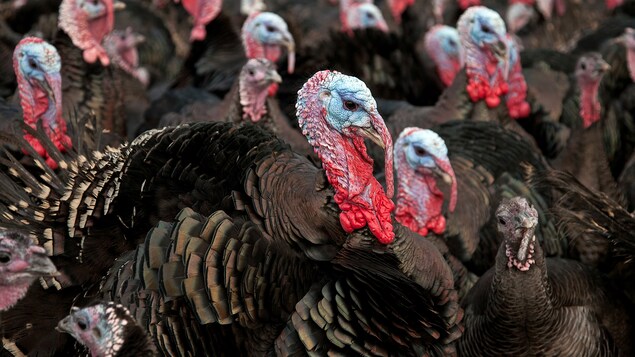 La dinde de l’Action de grâce risque de coûter plus cher cette année