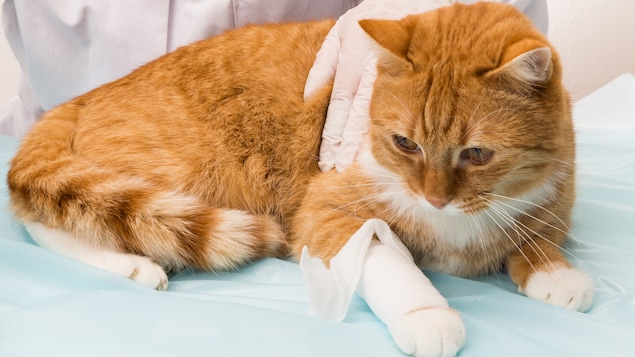 Après un accident, même si votre chien ou votre chat semble indemne, consultez sans délai votre vétérinaire, recommande Jean Gauvin.