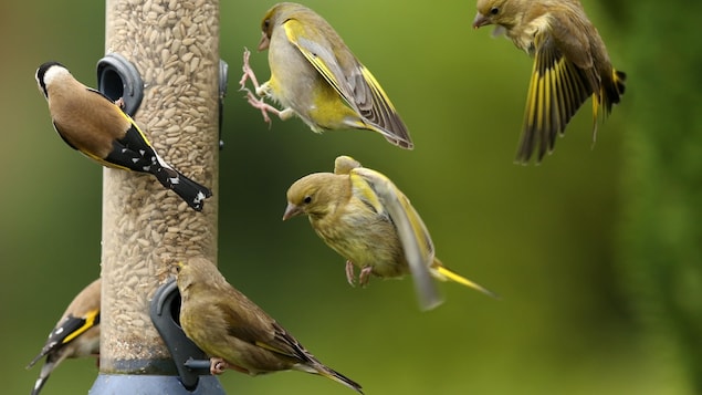 Des oiseaux près d'une mangeoire