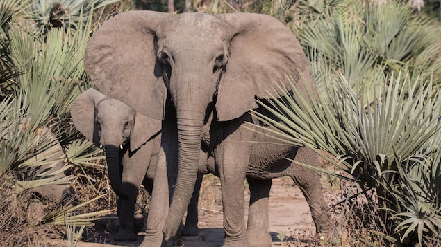 Une femelle éléphant sans défense et son bébé dans le parc national de Gorongosa.