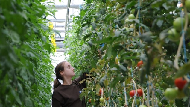 Une femme circule entre des plants de tomates dans une serre.