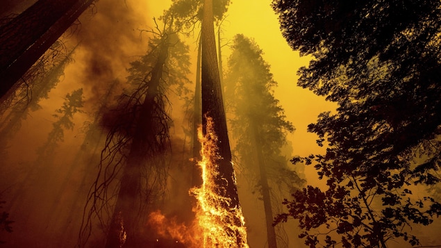 Le Canada traverse la pire saison des feux de forêt de son histoire