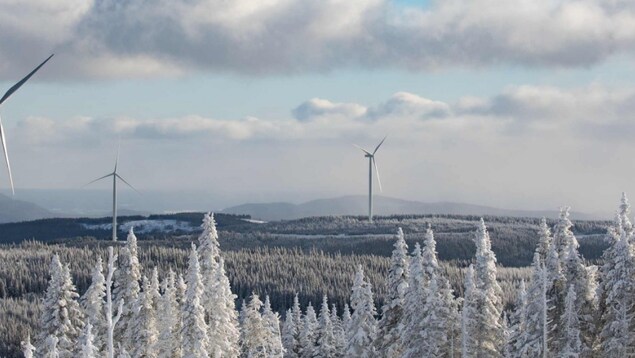 Des éoliennes dans une forêt  sous la neige .
