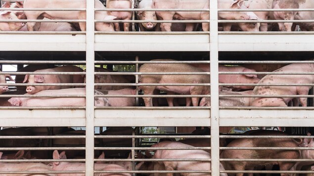 Des cochons sur plusieurs étages d'un camion avec des barrières lors d'un transport.