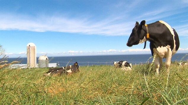 Des vaches dans un champ sur le bord du fleuve. Des vaches dans un champ sur le bord du fleuve.