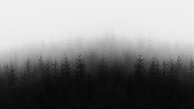 Image en noir et blanc d'une forêt de conifères dans le brouillard.