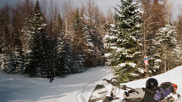 Motoneige dans la forêt boréale Motoneige dans la forêt boréale