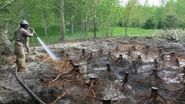 Une chercheuse utilise un jet d'eau à haute pression pour dénuder les racines sous les souches d'une parcelle de peupliers qui ont été coupés. Elle révèle un réseau de  connexions racinaires qui unissent les arbres entre eux.