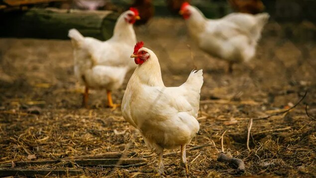 Grippe aviaire dans deux troupeaux de volaille de la Saskatchewan