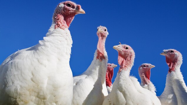 Grippe aviaire : Inquiétudes dans l’industrie de la volaille en Atlantique
