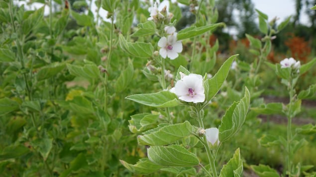 La photo montre un gros plan sur une fleur blanche accrochée sur une tige verte garnie de feuilles. La photo montre un gros plan sur une fleur blanche accrochée sur une tige verte garnie de feuilles.