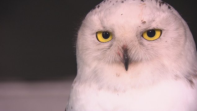 Un harfang des neiges.