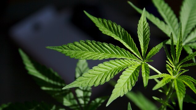 Détail de feuilles de marijuana sur un fond sombre.