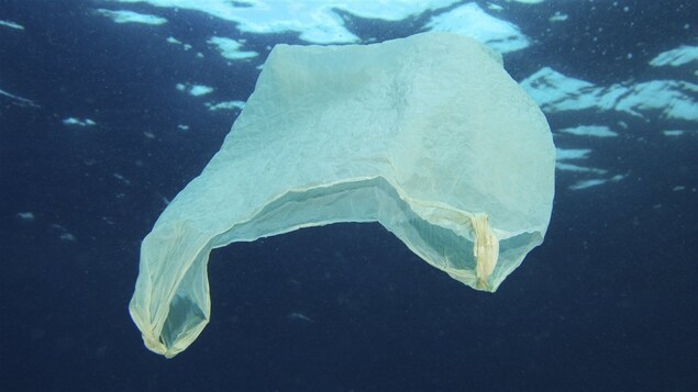 Un des milliards de sacs de plastique à la dérive dans les océans. Un des milliards de sacs de plastique à la dérive dans les océans.