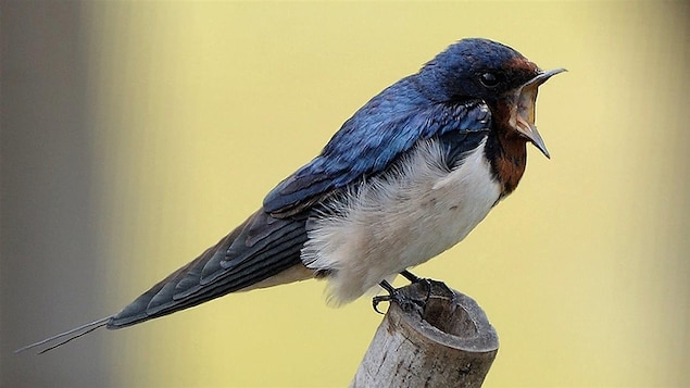 Faune : 23 nouvelles espèces définitivement éteintes aux États-Unis