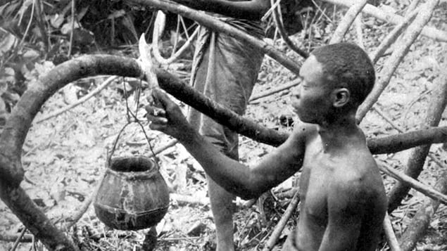 Deux Congolais récoltent du caoutchouc dans une forêt.