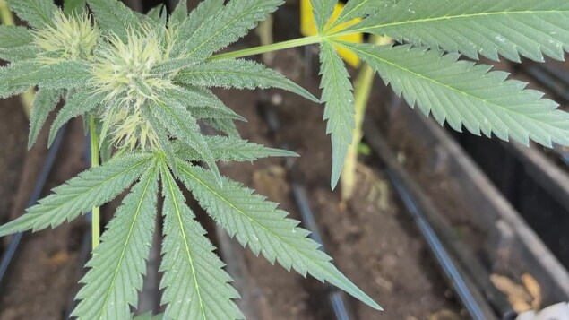 Plan rapproché de feuilles de cannabis