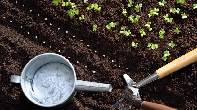 Des outils de jardinage et un arrosoir posés dans de la terre, à côté de pousses et de semis. 