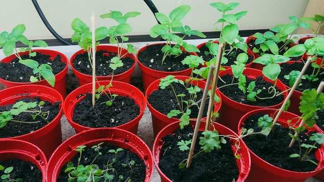 On voit plusieurs pots remplis de terre avec de jeunes pousses de fines herbes à l'intérieur.