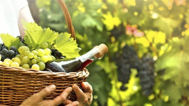 Un panier avec des raisins, une bouteille de vin et des vignes. 