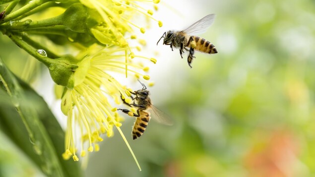 Deux abeilles volent à proximité d'une fleur jaune.