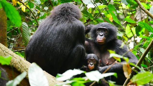Deux bonobos adultes et un bébé perchés dans les feuillages.