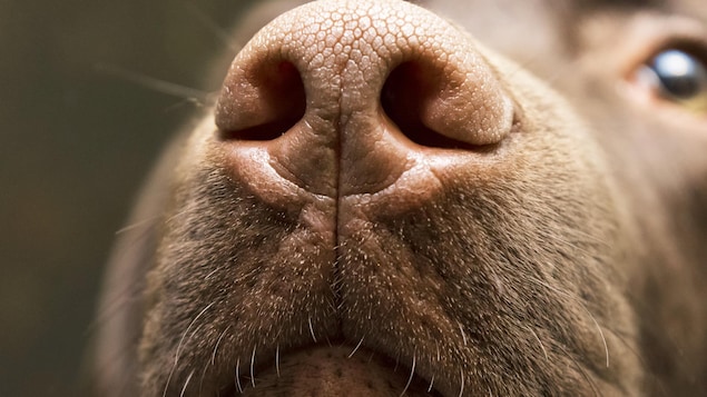 les chiens peuvent ils reellement detecter le cancer radio canada ca