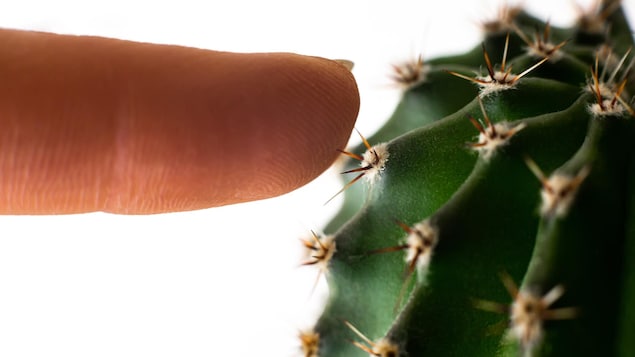 Plan rapproché d'un doigt touchant un cactus.