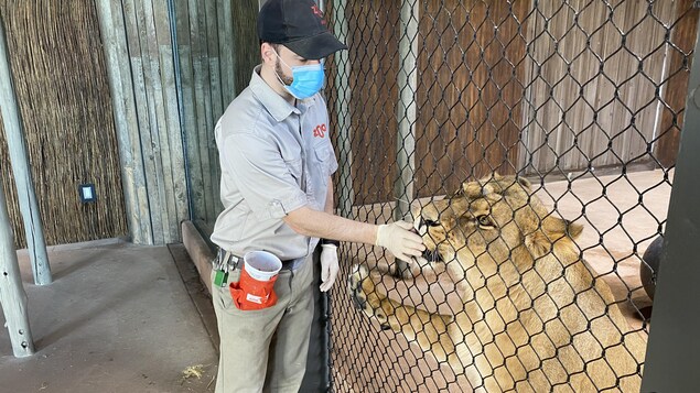 Un technicien en soins animaliers, dans un zoo, s'approche d'un grillage pour nourrir un lion.