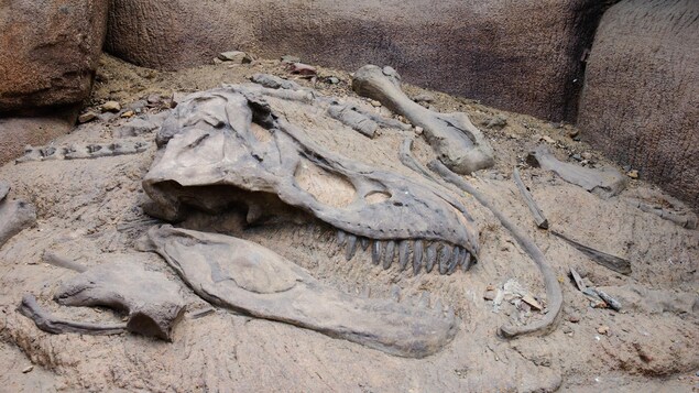 Un site de fouilles archéologiques mettant en évidence un crâne de tyrannosaure. 