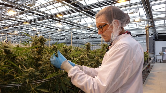 Étienne Joanisse, habillé d'un sarrau, observe un plant de cannabis dans une serre.