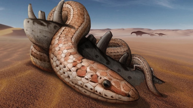 Un dessin d'artiste illustre un serpent beige et brun, muni de pattes arrière, dans un environnement préhistorique.