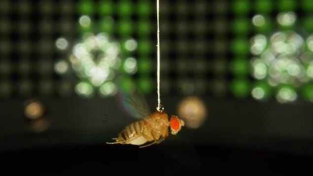 Une mouche drosophile suspendue à l'intrieur d'un simulateur de réalité virtuelle.