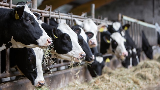 Plusieurs vaches laitières dans un étable industriel mangent de l'herbe.