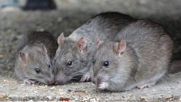 Trois rats sont en train de manger des miettes.