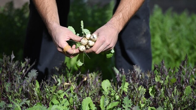 Un colloque pour parler d’agriculture durable