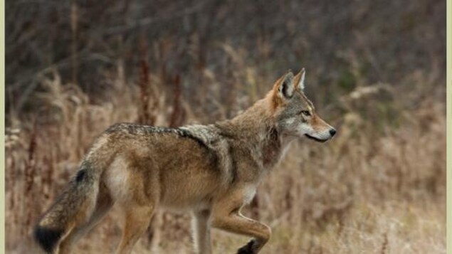 Un loup de l'Est au pelage fauve qui marche dans des herbes 