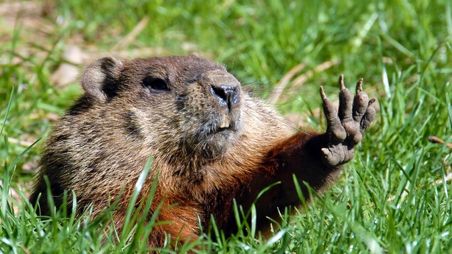 Une marmotte semble faire une signe d'arrêt de la main alors qu'elle est étendue dans le gazon. 