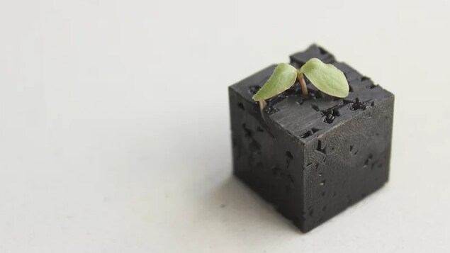 Une petite pousse en sors d'un bloc imprimé en 3D.
