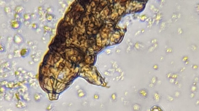 Plan rapproché d'un créature microscopique.