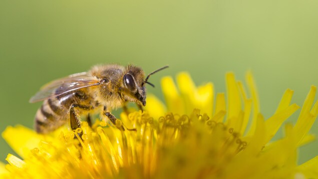 Une abeille se pose sur une fleur.